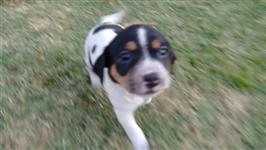 Filhotes graciosos de Fox paulistinha