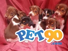 Filhotes graciosos de Fox paulistinha