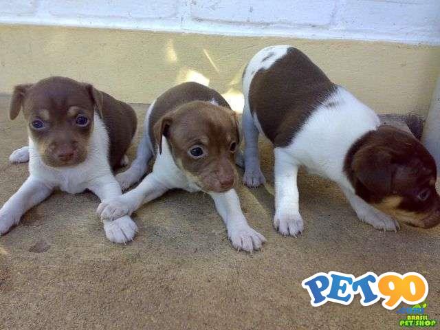 Filhotes graciosos de Fox paulistinha