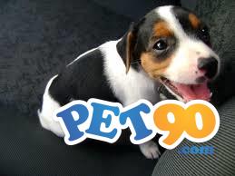 Filhotes graciosos de Fox paulistinha