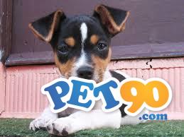 Filhotes graciosos de Fox paulistinha