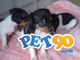 Filhotes graciosos de Fox paulistinha