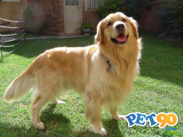 Filhotes graciosos de Golden Retriever