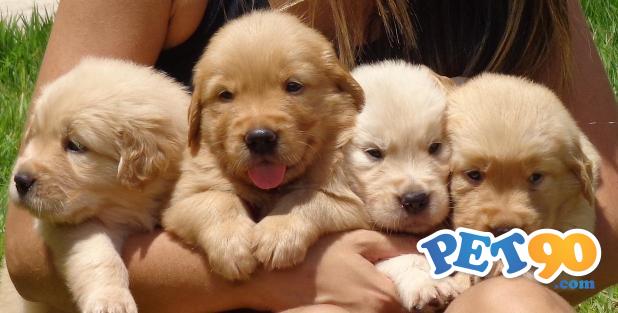 Filhotes graciosos de Golden Retriever