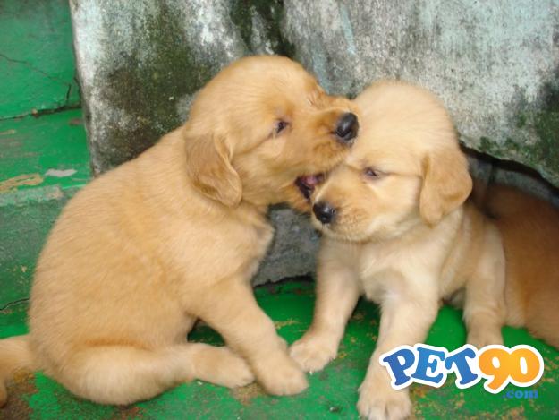 Filhotes graciosos de Golden Retriever