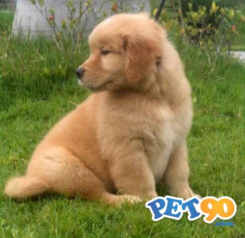 Filhotes graciosos de Golden Retriever