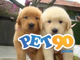 Filhotes graciosos de Golden Retriever