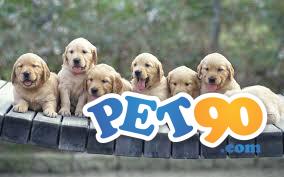 Filhotes graciosos de Golden Retriever