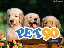 Filhotes graciosos de Golden Retriever
