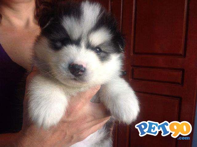 Filhotes graciosos de Husky Siberiano