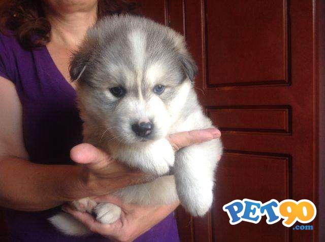 Filhotes graciosos de Husky Siberiano