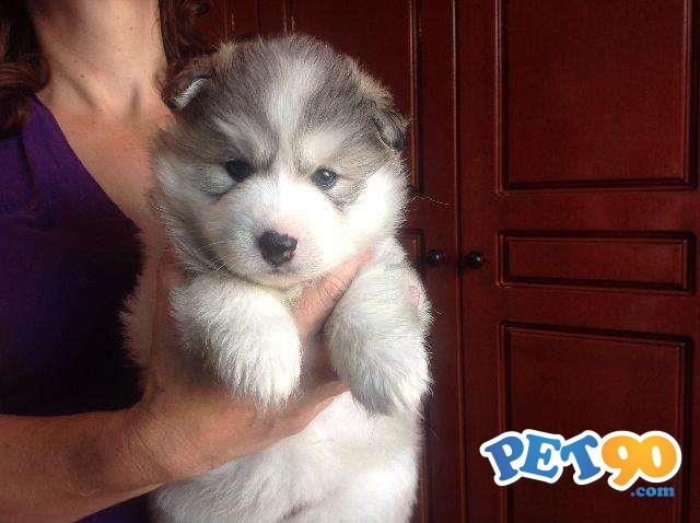 Filhotes graciosos de Husky Siberiano