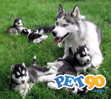 Filhotes graciosos de Husky Siberiano