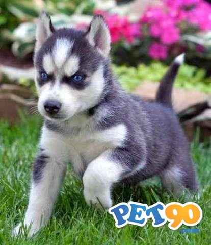 Filhotes graciosos de Husky Siberiano