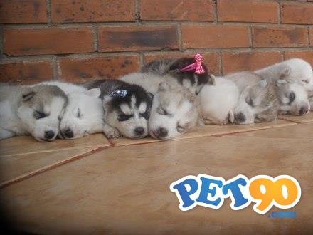 Filhotes graciosos de Husky Siberiano