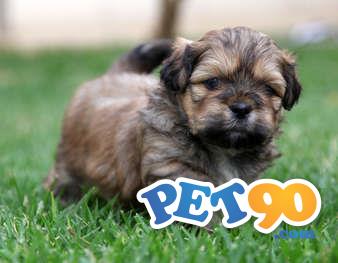 Filhotes graciosos de Lhasa apso