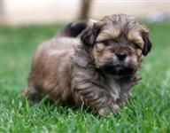 Filhotes graciosos de Lhasa apso