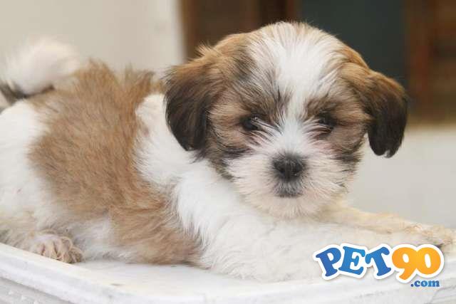 Filhotes graciosos de Lhasa apso