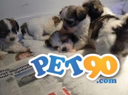 Filhotes graciosos de Lhasa apso