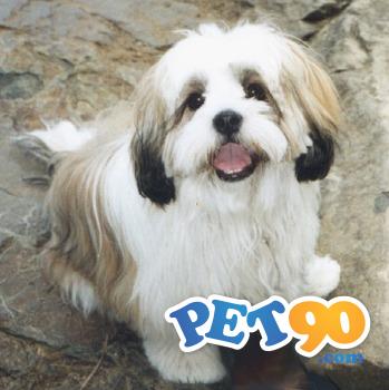 Filhotes graciosos de Lhasa apso