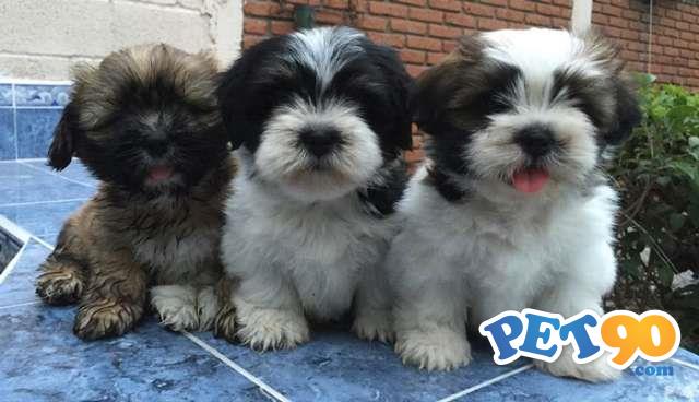 Filhotes graciosos de Lhasa apso