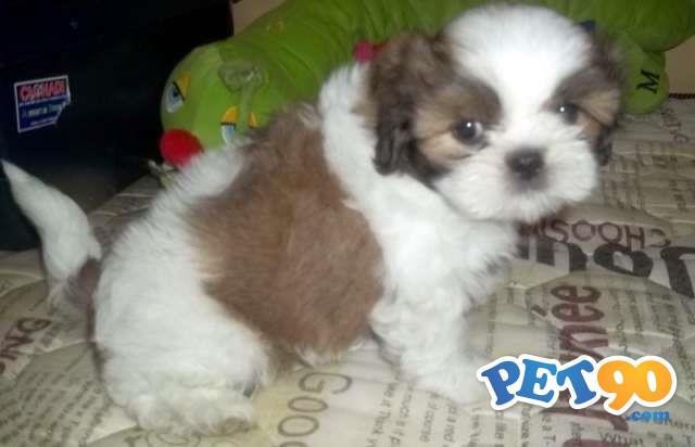 Filhotes graciosos de Lhasa apso