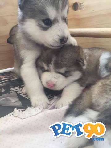 Filhotes graciosos de Malamute do alaska