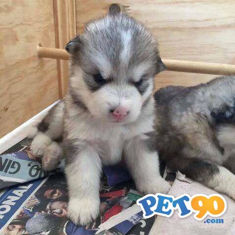 Filhotes graciosos de Malamute do alaska