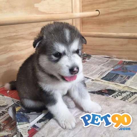 Filhotes graciosos de Malamute do alaska