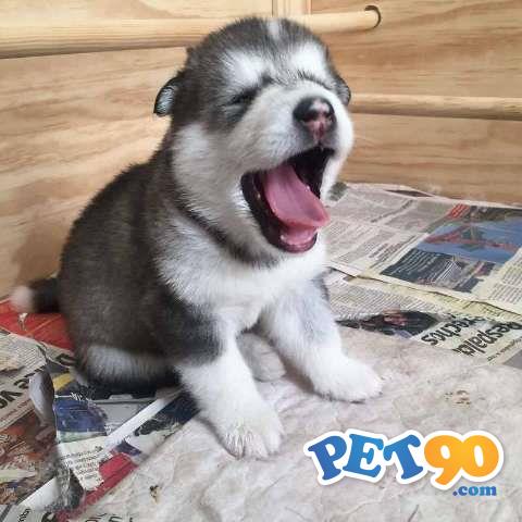 Filhotes graciosos de Malamute do alaska