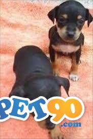 Filhotes graciosos de Pinchers