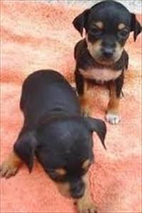 Filhotes graciosos de Pinchers