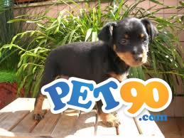 Filhotes graciosos de Pinchers