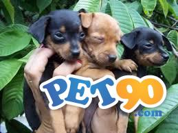 Filhotes graciosos de Pinchers