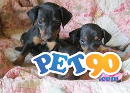 Filhotes graciosos de Pinchers