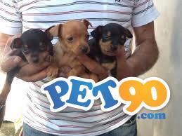 Filhotes graciosos de Pinchers