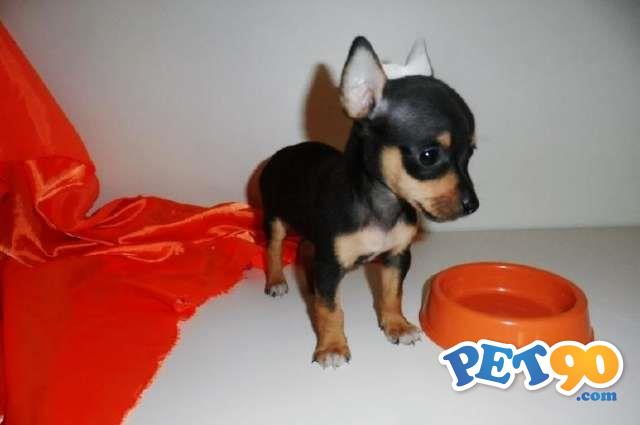 Filhotes graciosos de Pinchers