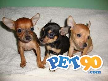 Filhotes graciosos de Pinchers