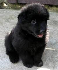 Filhotes Graciosos de Pastor Belga