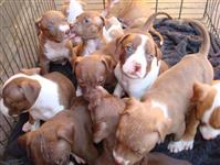 Filhotes graciosos de Pit Bull