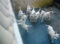 Filhotes graciosos de Pastor Branco