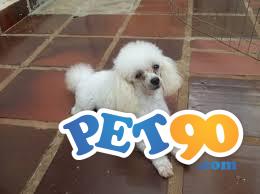 Filhotes Graciosos de Poodle