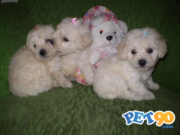 Filhotes Graciosos de Poodle