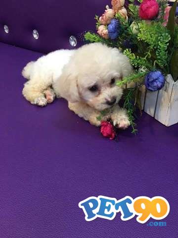 Filhotes Graciosos de Poodle