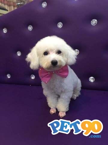 Filhotes Graciosos de Poodle