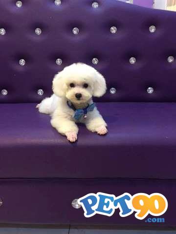 Filhotes Graciosos de Poodle