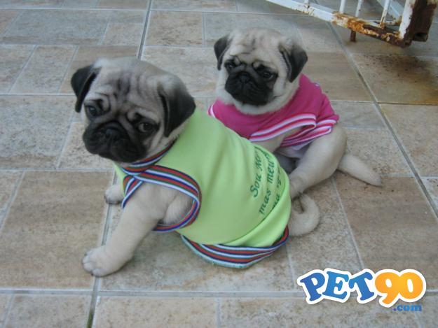 Filhotes graciosos de Pug abricot