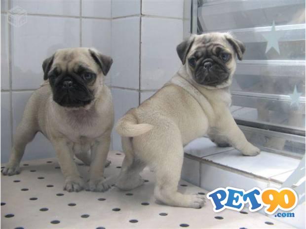 Filhotes graciosos de Pug abricot