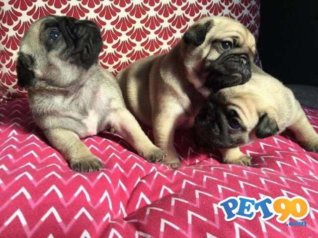 Filhotes graciosos de Pug abricot