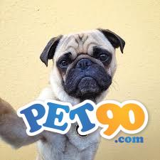 Filhotes graciosos de Pug abricot
